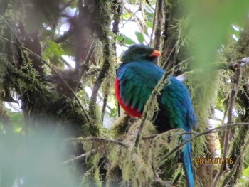 Golden-headed Quetzal