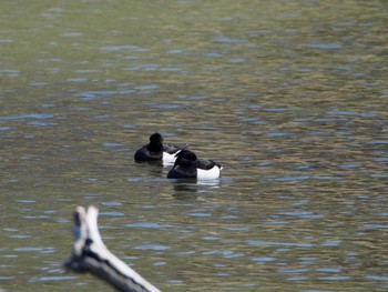 Tufted Duck 武蔵野丘陵森林公園 Thu, 3/24/2022