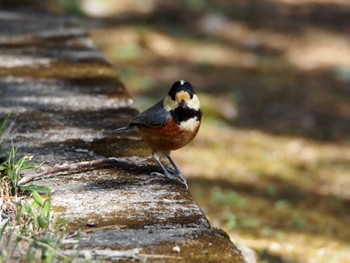 Varied Tit 武蔵野丘陵森林公園 Thu, 3/24/2022