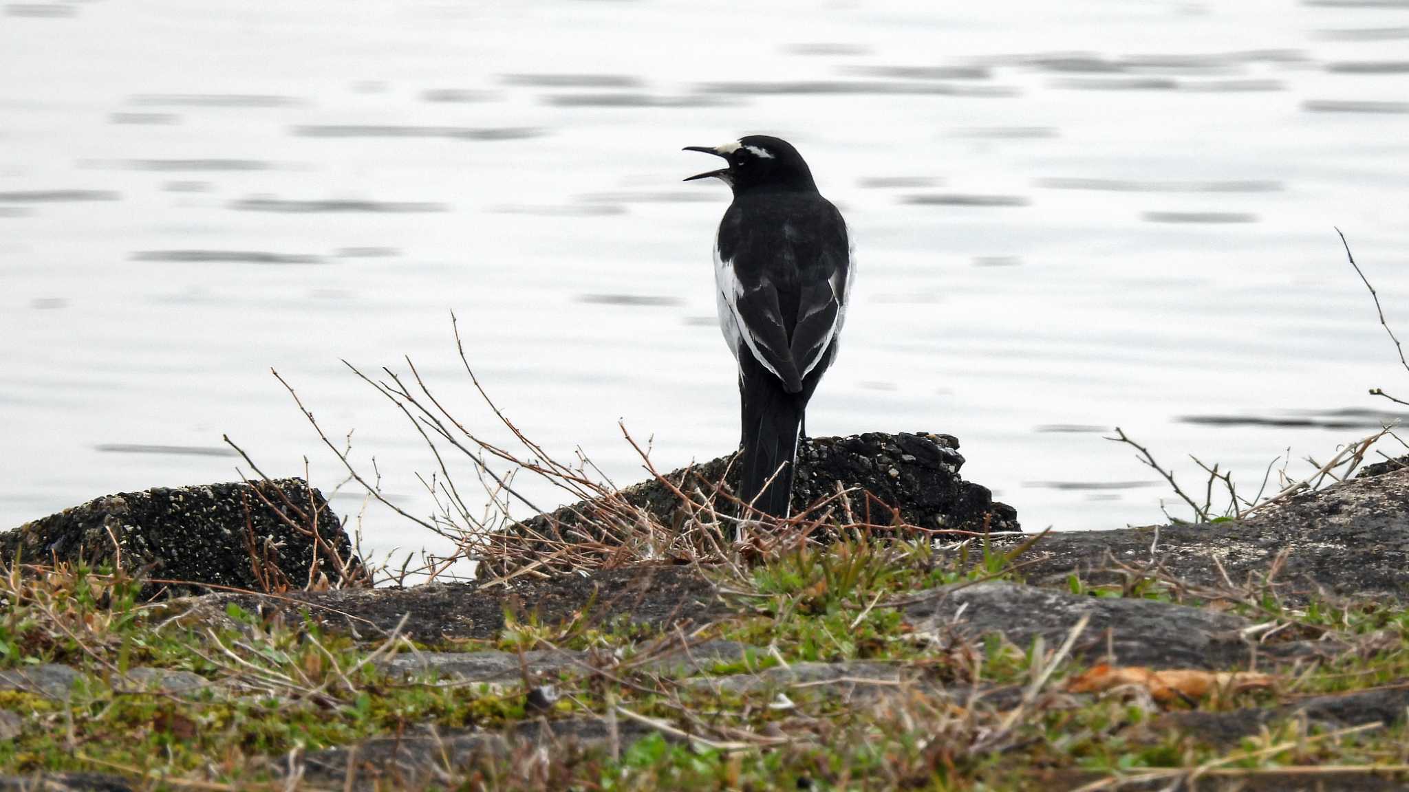 昆陽池公園 セグロセキレイの写真