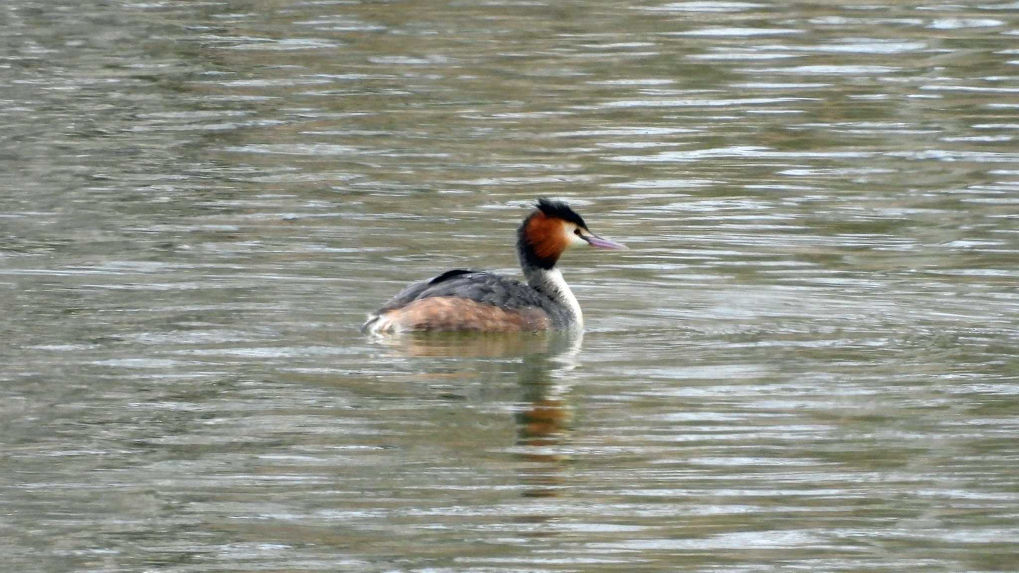 昆陽池公園 カンムリカイツブリの写真