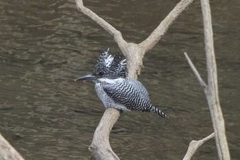 2022年3月24日(木) 早戸川林道の野鳥観察記録