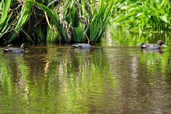 コガモ 江津湖 2022年3月24日(木)