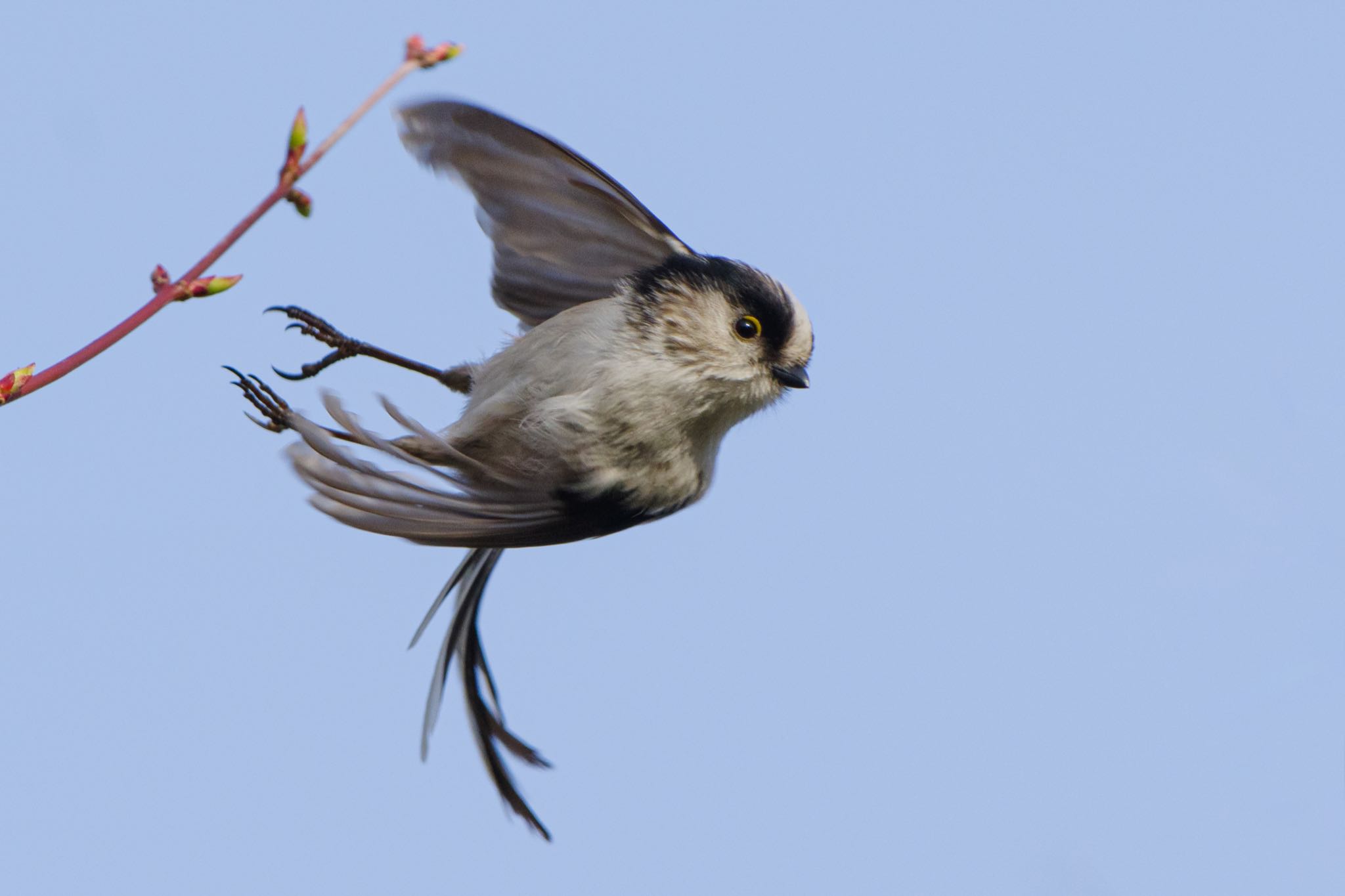 エナガが飛び立った。