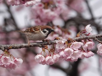 Eurasian Tree Sparrow 鴻巣市 Wed, 3/23/2022