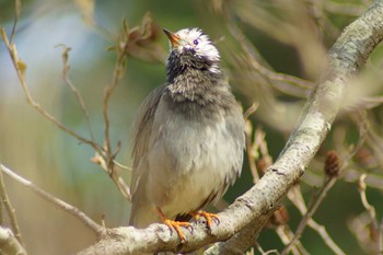 White-cheeked Starling 21世紀の森と広場(千葉県松戸市) Fri, 3/25/2022