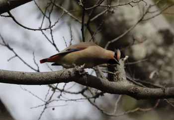 Japanese Waxwing 和歌山城公園 Wed, 3/23/2022