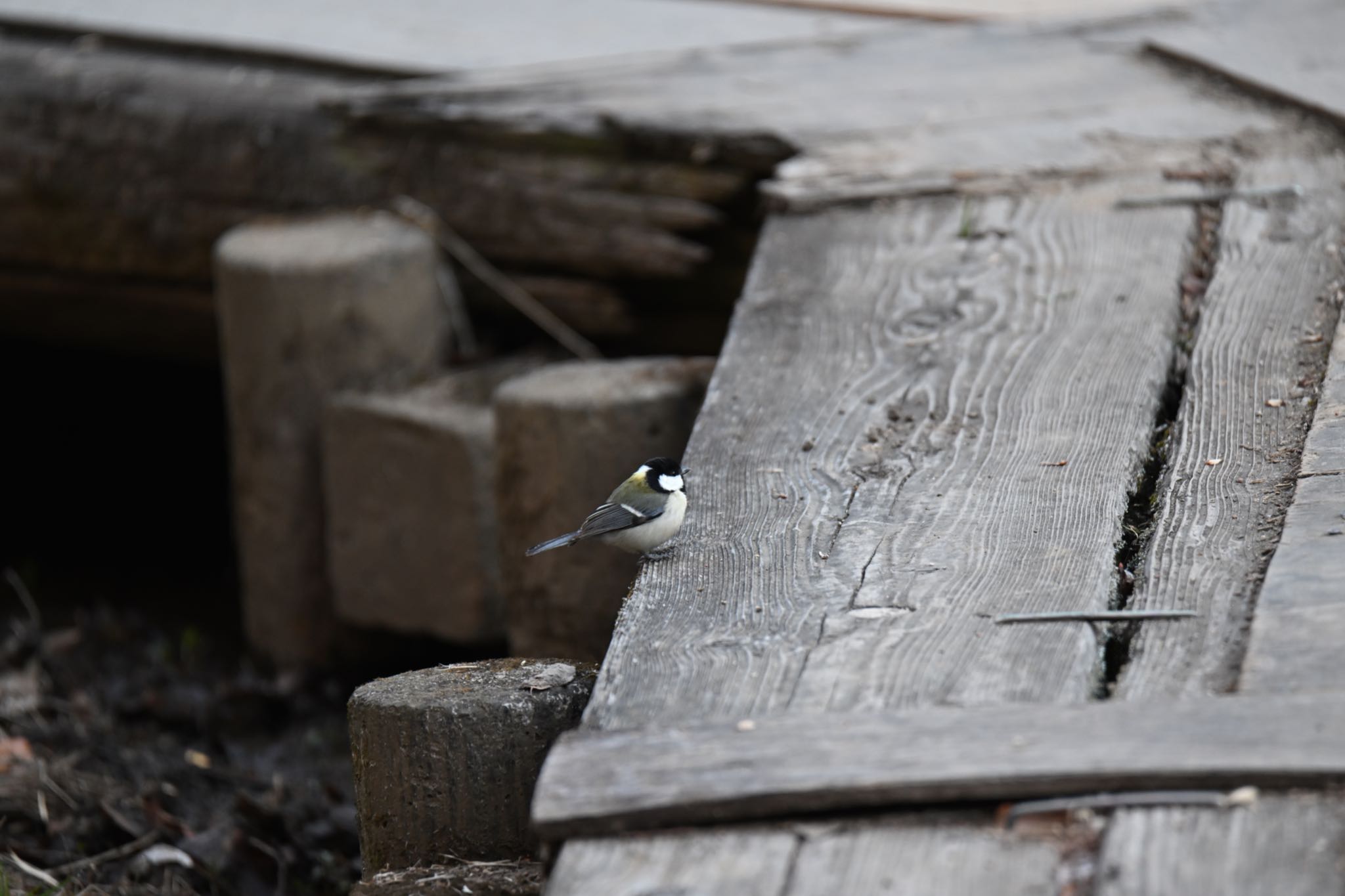 Photo of Japanese Tit at Kitamoto Nature Observation Park by Arata Kawaichi