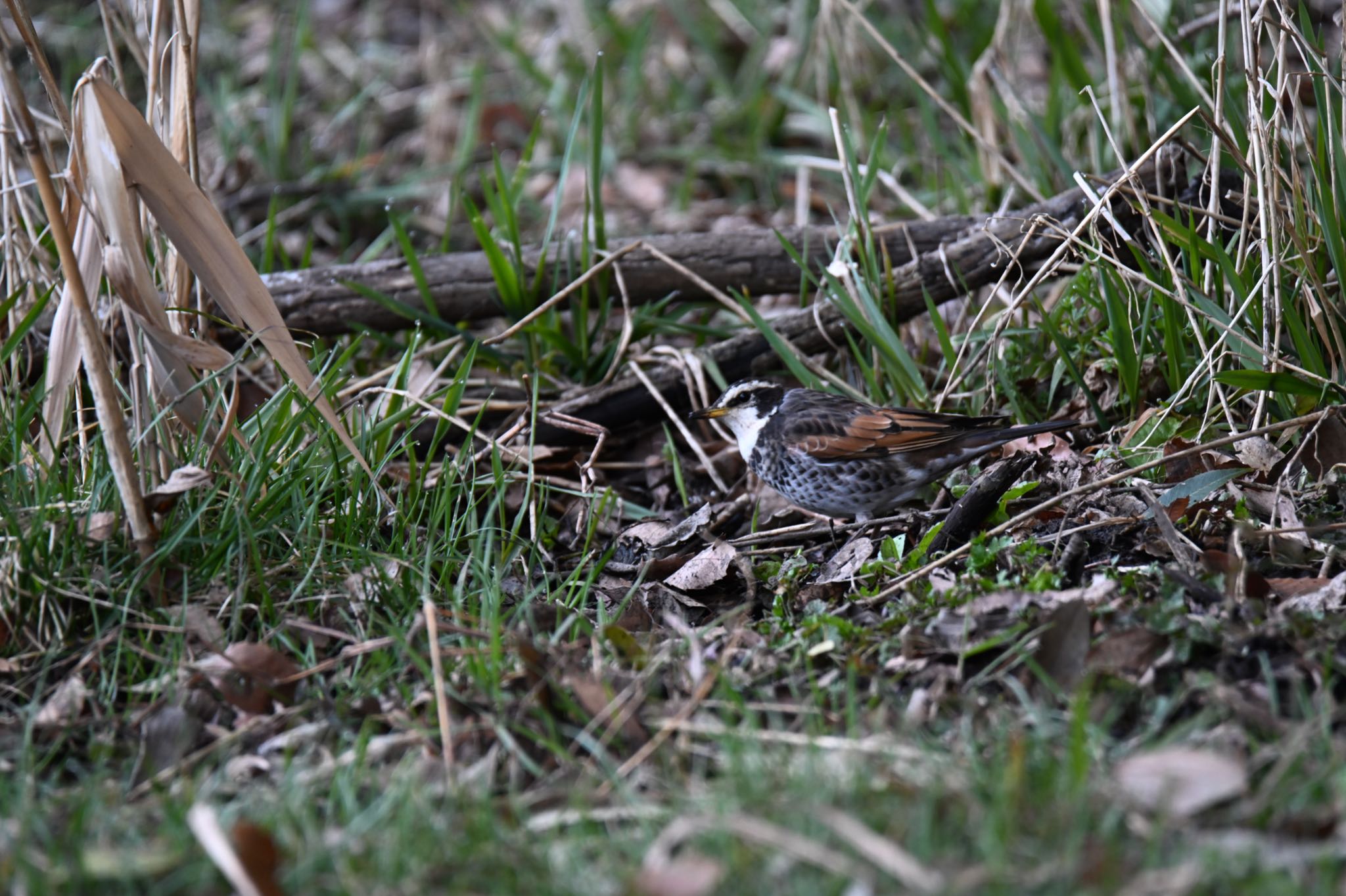 Photo of Dusky Thrush at Kitamoto Nature Observation Park by Arata Kawaichi