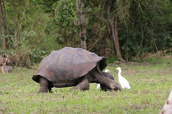 アマサギ Galapagos Islands(Ecuador) 2017年9月17日(日)