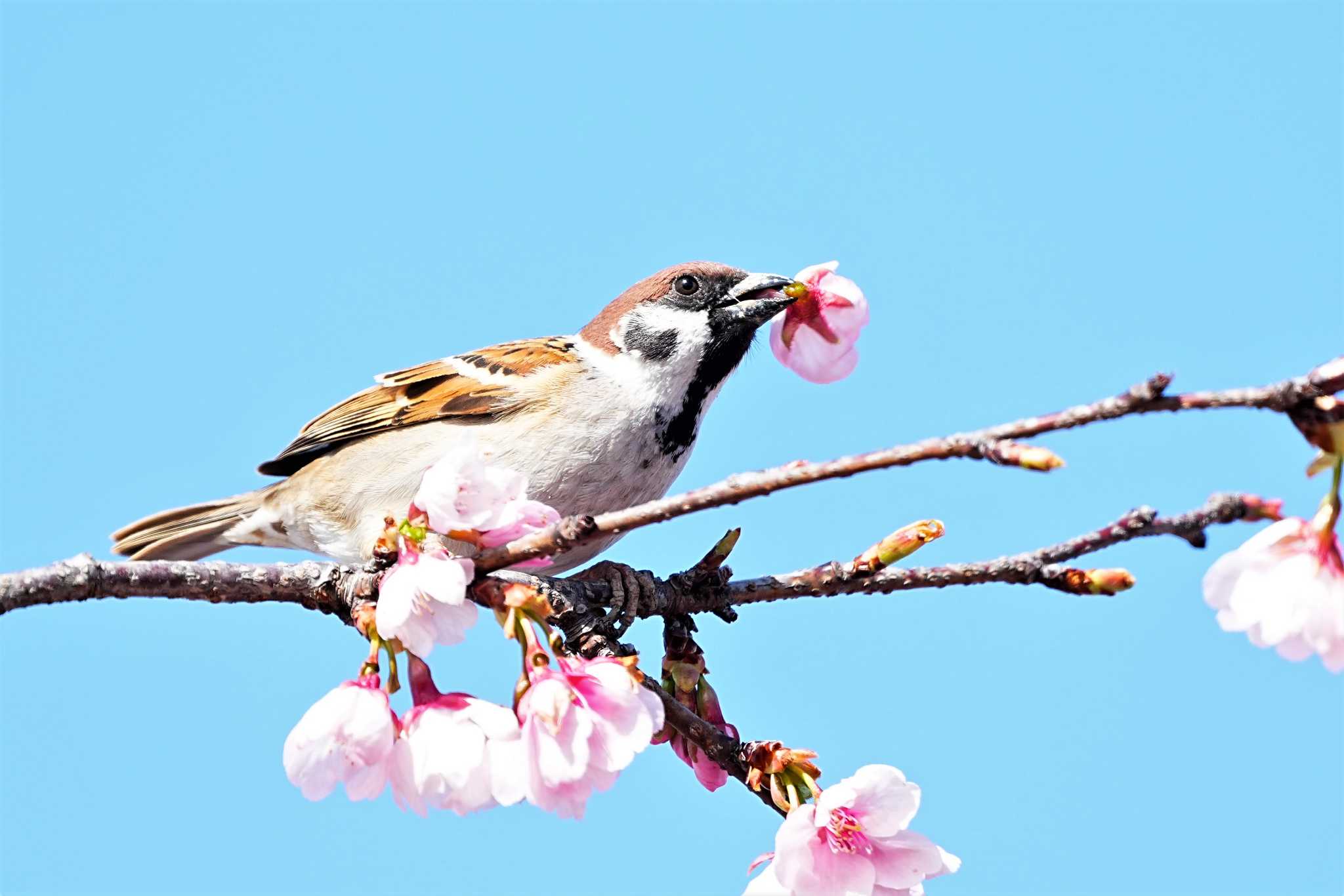 本家より上手な、ただスズメ❓ by 川４