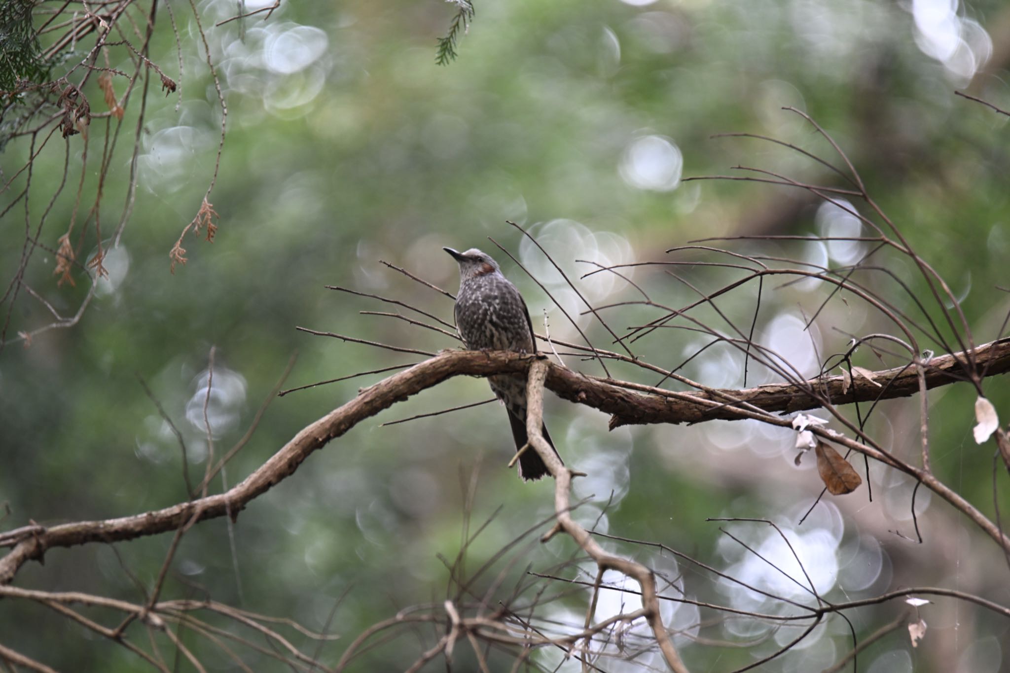 Photo of Brown-eared Bulbul at Higashitakane Forest park by Arata Kawaichi