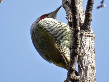 2022年3月25日(金) 舞岡公園の野鳥観察記録