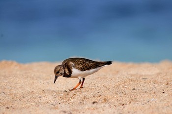 キョウジョシギ Galapagos Islands(Ecuador) 2017年9月17日(日)