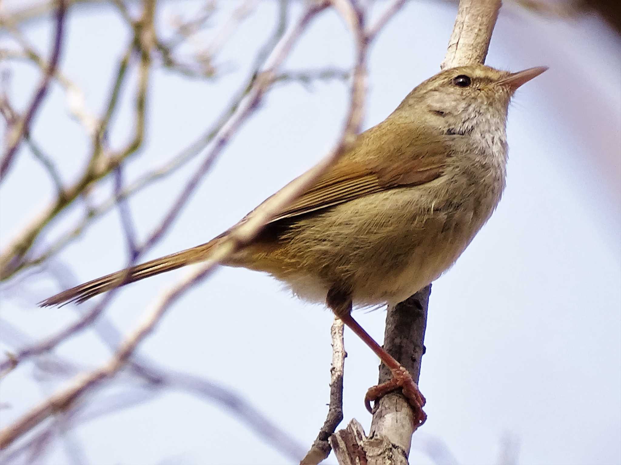 舞岡公園 ウグイスの写真 by KAWASEMIぴー