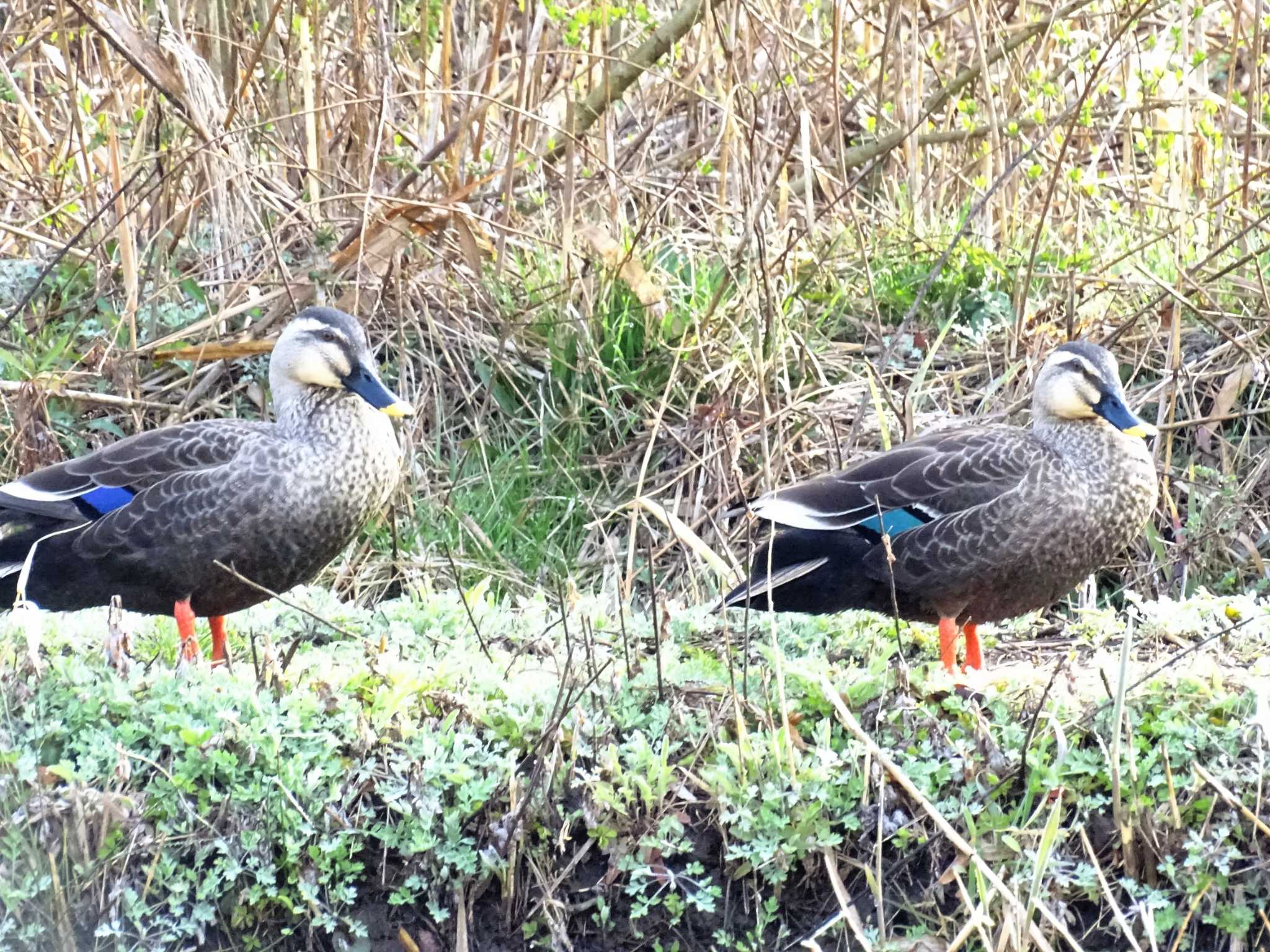 舞岡公園 カルガモの写真