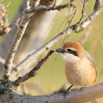 2022年3月25日(金) 荒川河川敷の野鳥観察記録