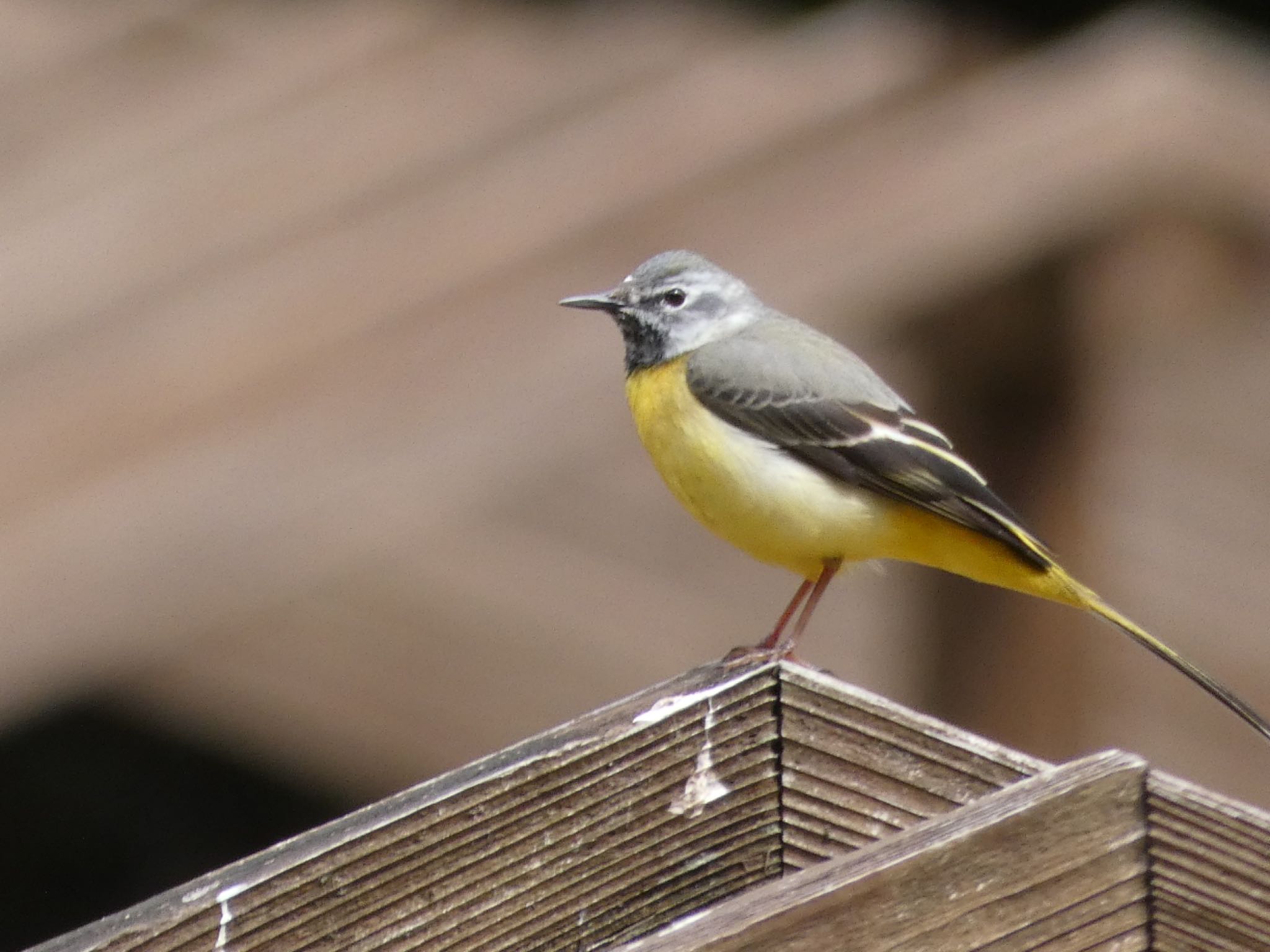 Grey Wagtail