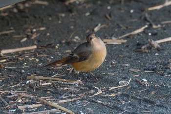 ジョウビタキ 茅ヶ崎海岸 2017年10月27日(金)