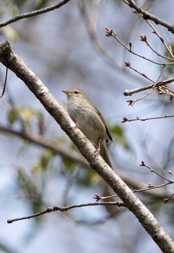 Japanese Bush Warbler けいはんな記念公園 Fri, 3/25/2022