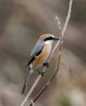 Bull-headed Shrike 京都市 Fri, 3/25/2022