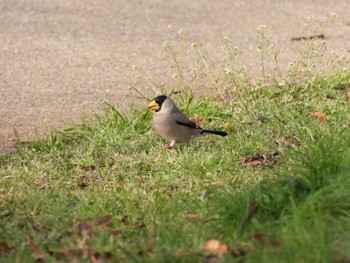 2022年3月25日(金) 浅羽ビオトープの野鳥観察記録