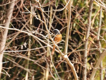 2022年3月25日(金) 坂戸市坂戸西の野鳥観察記録