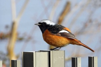 ジョウビタキ 愛知県豊川市 2022年2月19日(土)