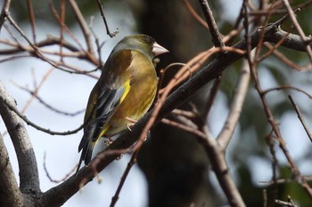 カワラヒワ 愛知県豊橋市 2022年2月20日(日)