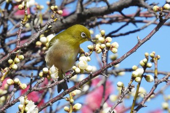 メジロ 愛知県豊橋市 2022年2月20日(日)