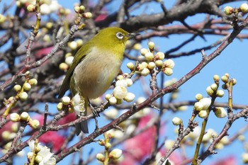 メジロ 愛知県豊橋市 2022年2月20日(日)