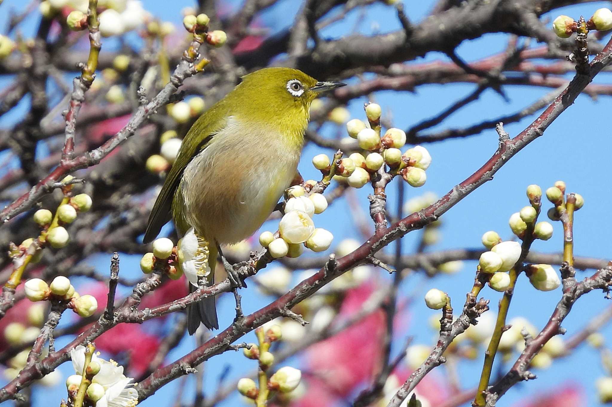 愛知県豊橋市 メジロの写真 by 陽路々(ひろろ)