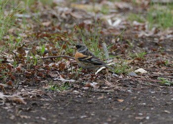 Brambling 東京都世田谷区 Mon, 3/21/2022