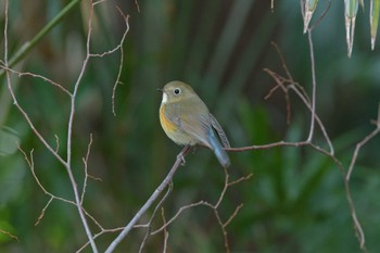 Red-flanked Bluetail 東京都世田谷区 Tue, 3/17/2020