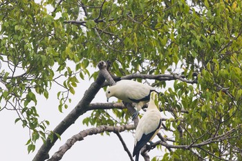 Pied Imperial Pigeon Chinese garden Sun, 10/8/2017