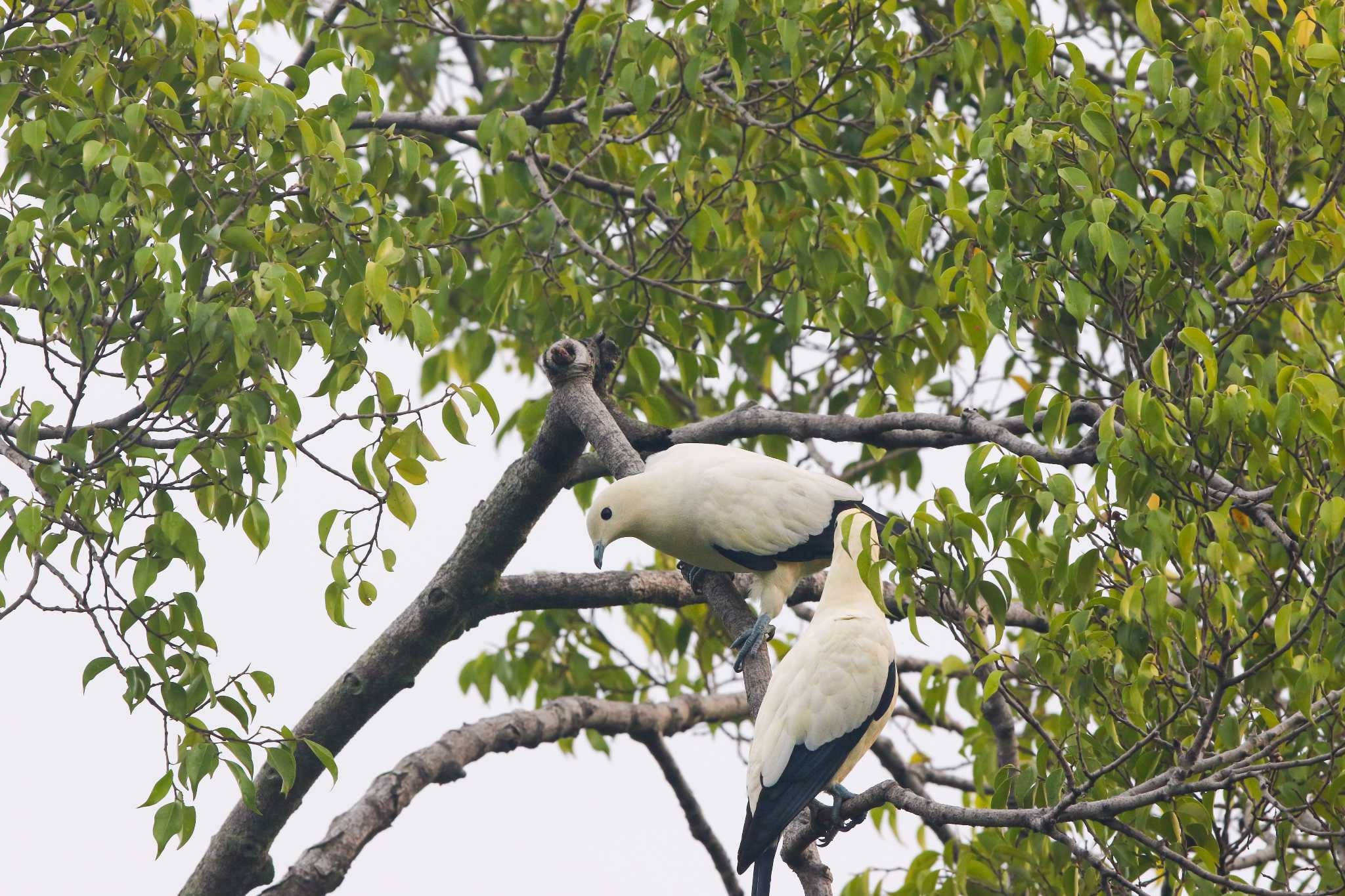 Pied Imperial Pigeon