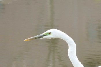 2022年3月21日(月) 水元公園の野鳥観察記録