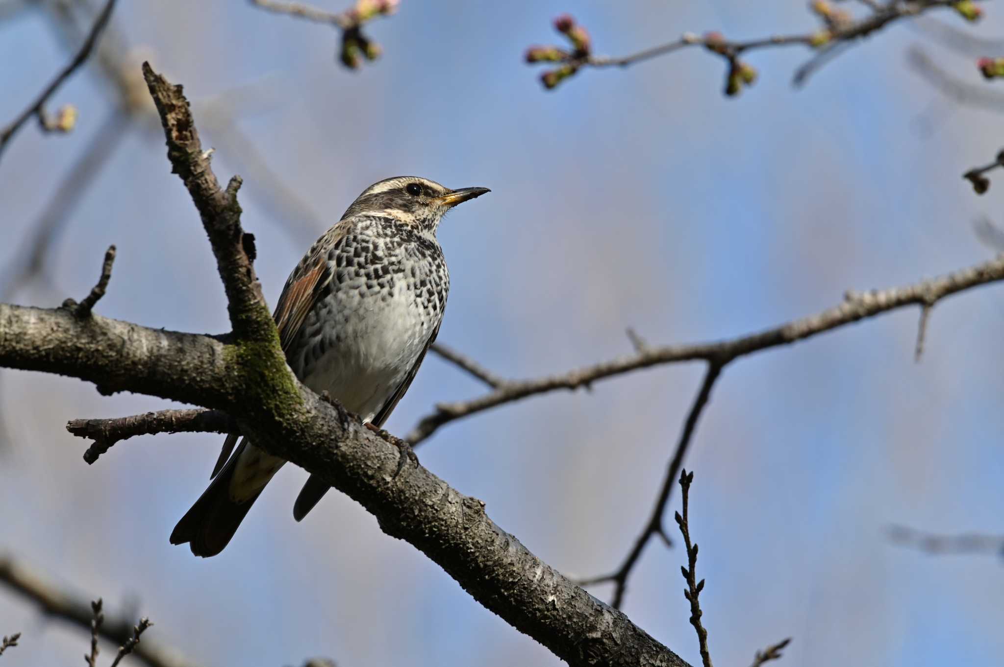 Photo of Dusky Thrush at 桶川城山公園 by OP