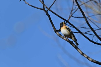 アトリ 桶川城山公園 2022年3月20日(日)