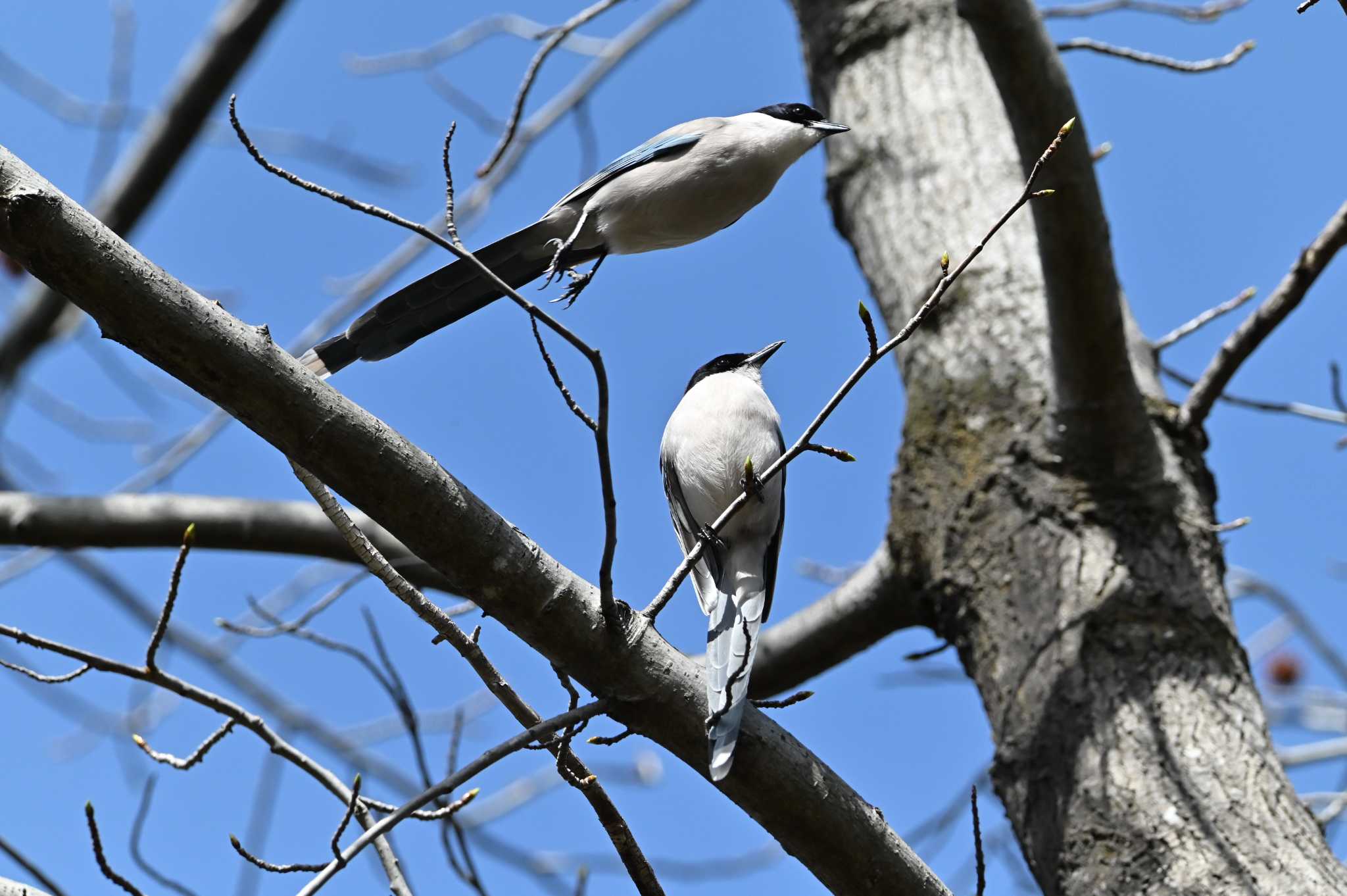 Photo of Azure-winged Magpie at 桶川城山公園 by OP