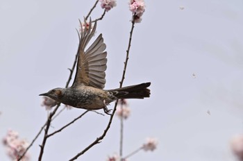 Brown-eared Bulbul 桶川市 Sun, 3/13/2022