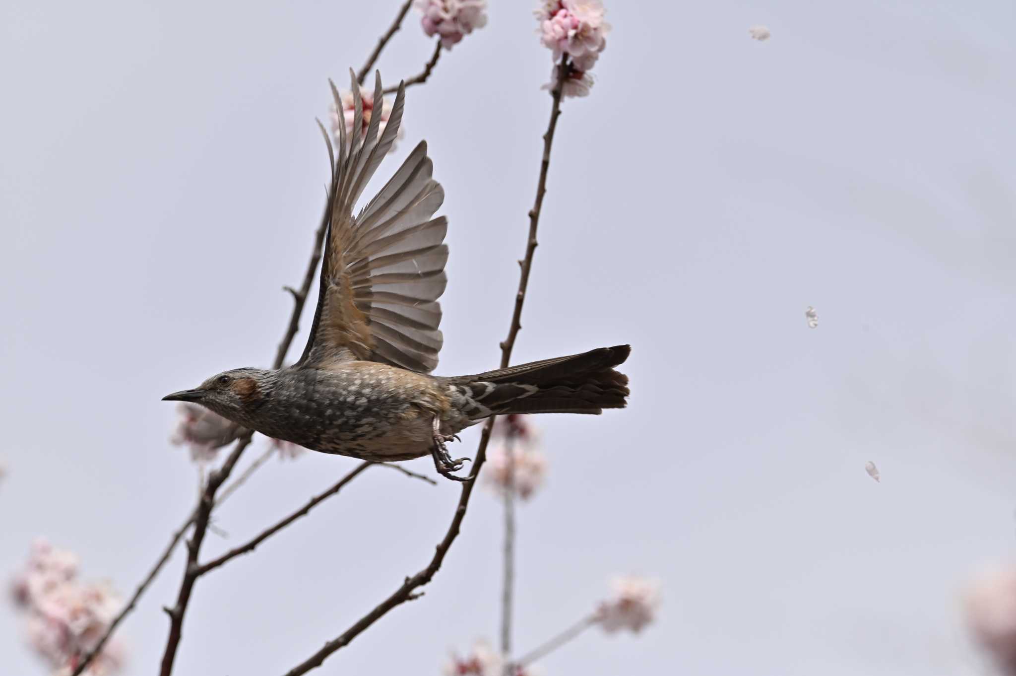 Photo of Brown-eared Bulbul at 桶川市 by OP