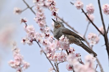 Brown-eared Bulbul 桶川市 Sun, 3/13/2022