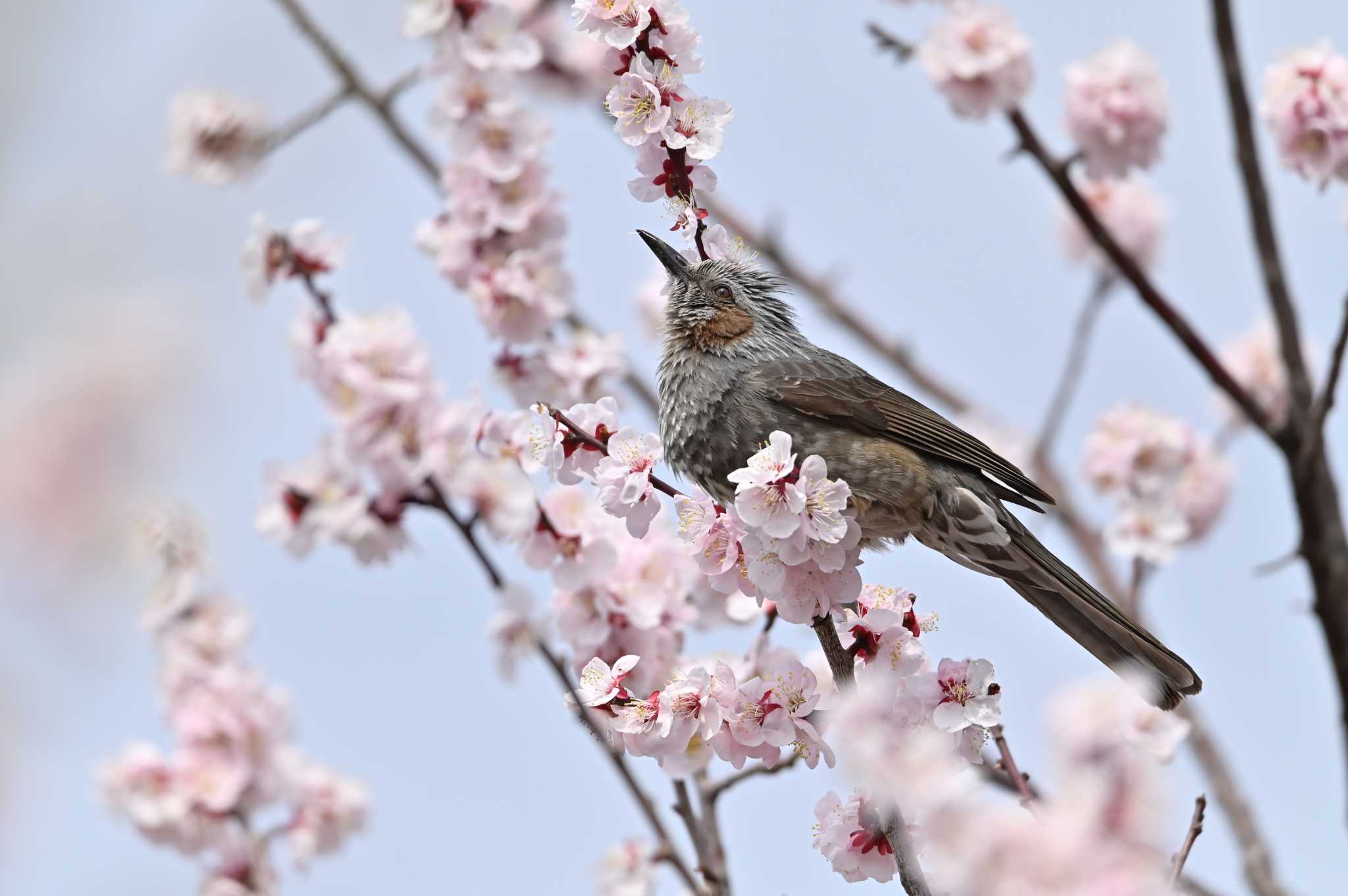 Photo of Brown-eared Bulbul at 桶川市 by OP