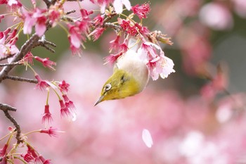 メジロ 小石川植物園 2022年3月23日(水)