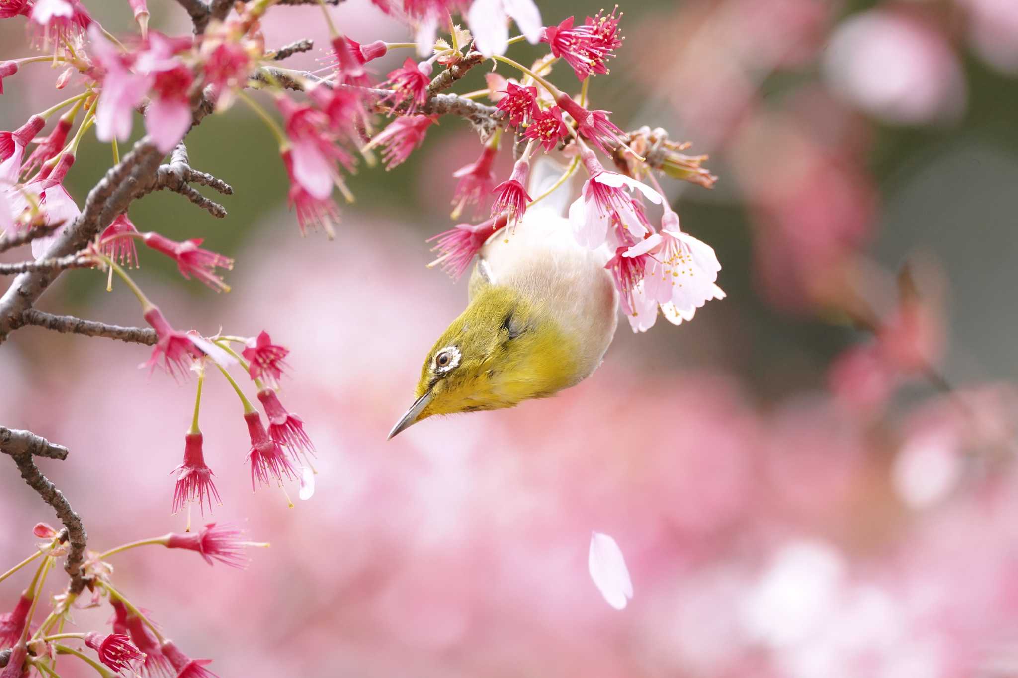 小石川植物園 メジロの写真 by A-robin