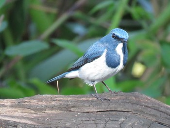 Ultramarine Flycatcher