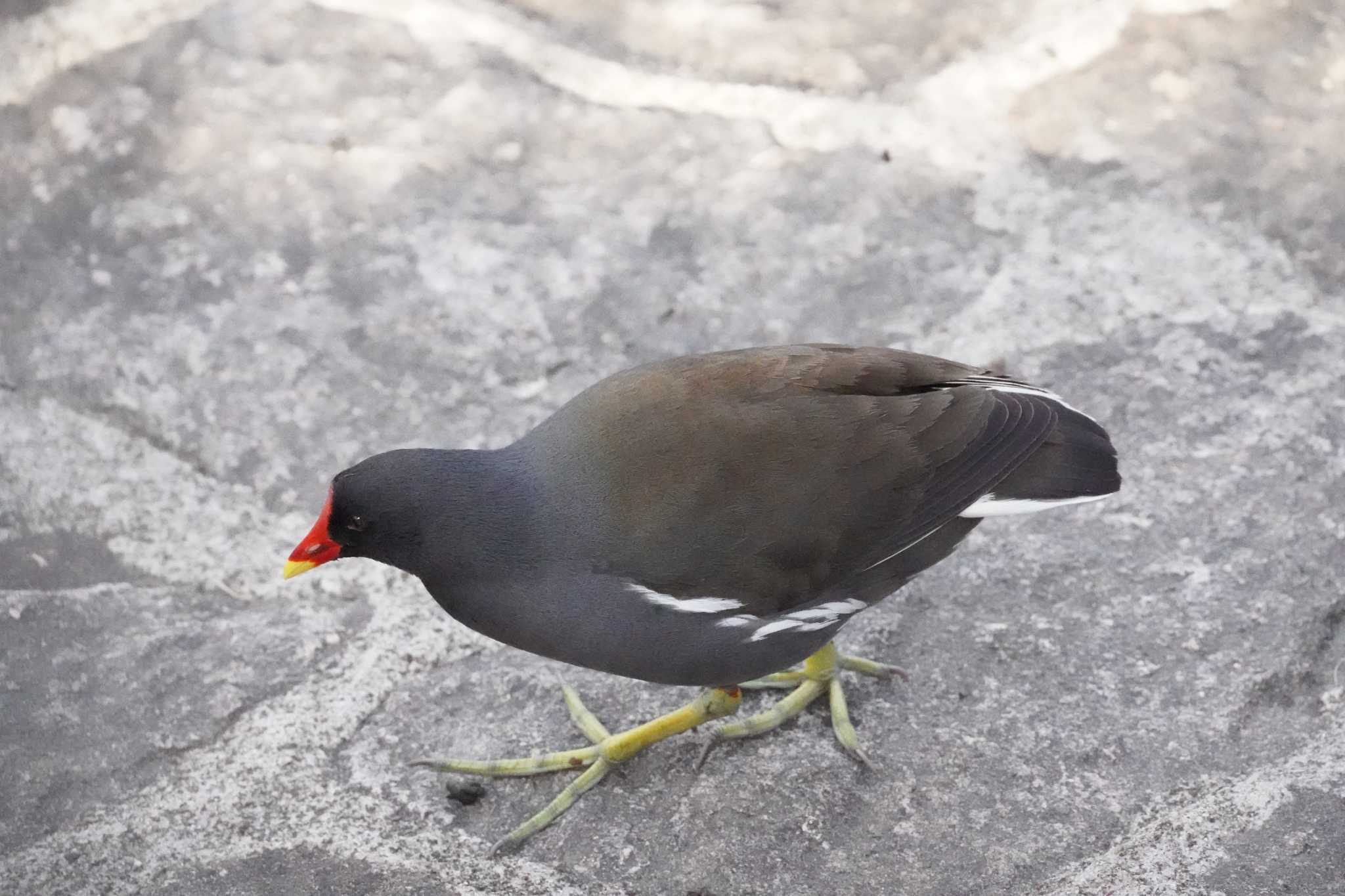 Photo of Common Moorhen at 西宮市 大池 by Tsubasa Abu