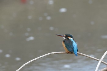 カワセミ 静岡県 麻機遊水池(静岡市) 2022年1月30日(日)