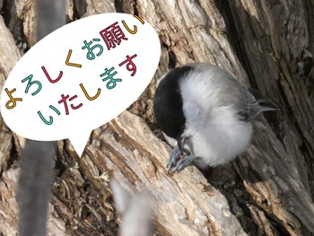 コガラ 円山公園　円山・山頂 2022年3月23日(水)